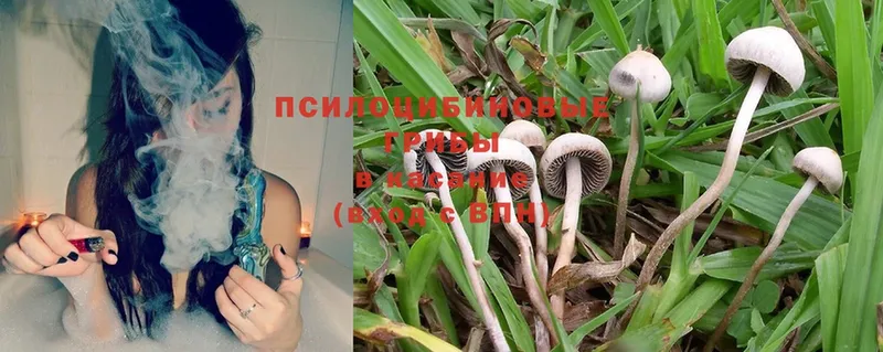 Псилоцибиновые грибы Psilocybe  hydra зеркало  Петушки 